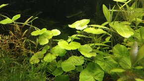 Krevetky,  akvarijné rastlinky - 12