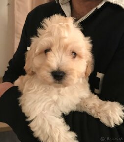 Mini maltipoo +36209877091 - 12