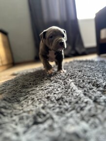 American bully xl / American bully xxl - 12