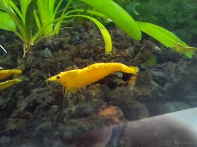 Krevetky neocaridina davidi yellow - 12