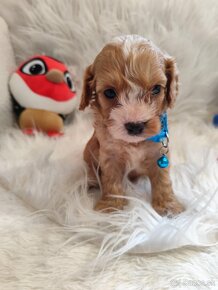 Cavapoo - 12