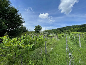 Chatka so záhradou a vinicou - 12