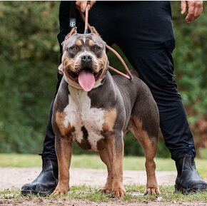 American bully xl - 12