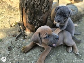 Šteniatka Cane Corso - 12