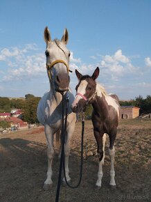 Polročná kobylka mix APH/ARAB - 12