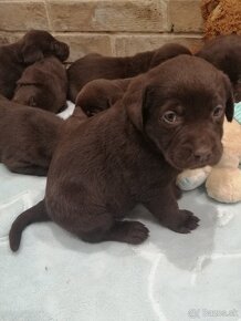 Labrador retriever šteniatka - 12