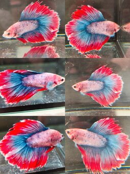 Betta Splendens - Bojovnica Pestrá. - 12