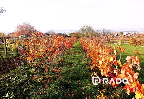 RADO | Vinohradnícky domček s pozemkom v meste Skalica - 12