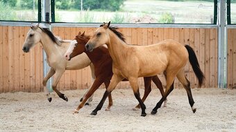 Dvouletá buckskin Quarter Horse klisna, nominace na Futurity - 12