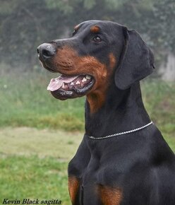 DOBERMAN štěňata s PP (CZ) - 12