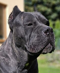 Cane Corso šteniatka s PP - 12