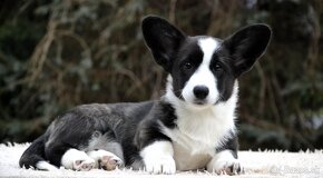 Welsh Corgi Cardigan FCI- krásná dívka - 12