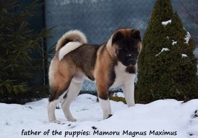 Americká akita (American akita) - 12