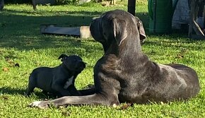 Cane Corso šteniatka - 12