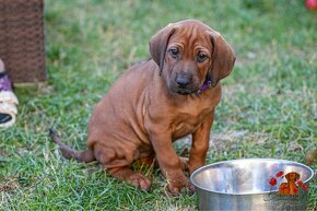 Rhodesian Ridgeback/Rodézsky riďžbek šteniatka s PP - 12