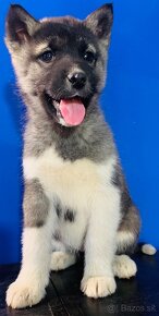 Americka Akita x Husky -Malamut - 12