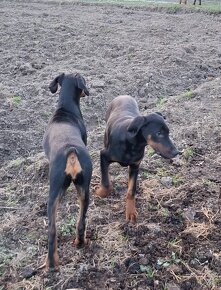 Šteniatka Doberman - 12