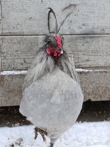 Araucana levandulova kohutiky - 12