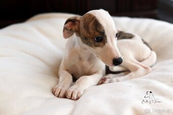 Whippet male - 12