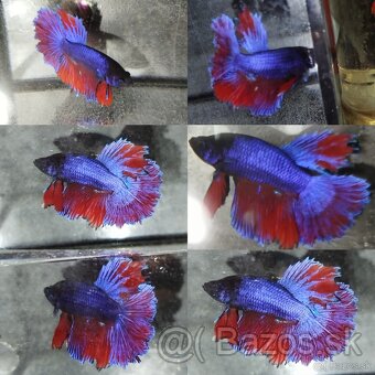 Betta Splendens - Bojovnica Pestrá - 12