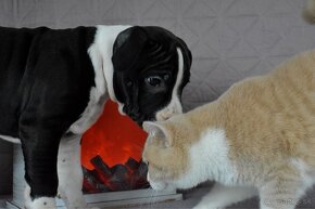 Americký stafordšírsky teriér s PP Amstaff - 12