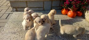 Šteniatka labrador a kríženec zlatý retriever - 12