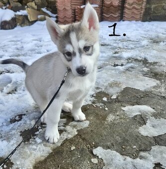 Sibírsky husky - štěňátka bez PP - 12