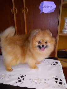 Pomeranian - 12