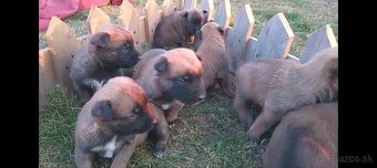 Belgický ovčiak Malinois - 12