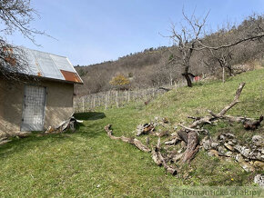 Rozsiahla vinica s chatkou nad obcou Hrušov - 12