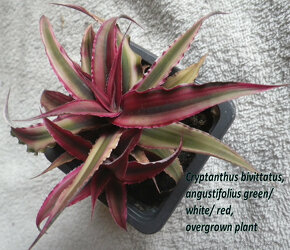 Terarijné bromélie Cryptanthus - 12