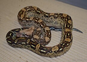 Aztec Boa constrictor - 12