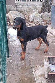 Šťeniatka Doberman - 12