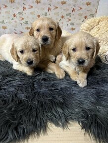 Zlatý retriever/ Golden retriever - 12