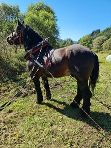 Predam tanzeho zrebca peja - 12