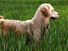 Zlatý retriever šteniatka s rodokmeňom - 12