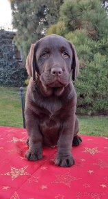 Labrador šteniatka čokoládové s rodokmeňom - 12