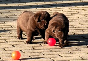 Labrador retriever čokoládové šteniatka s PP - 12