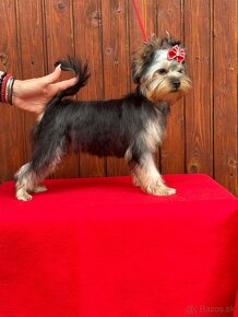 Yorkshire terrier, york, mini yorkshire, jorksirsky - 12