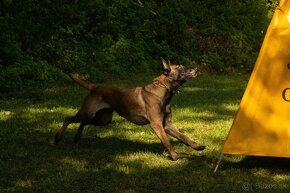 BELGICKÝ OVČIAK MALINOIS, CHS VERDONA SLOVAKIA - 12