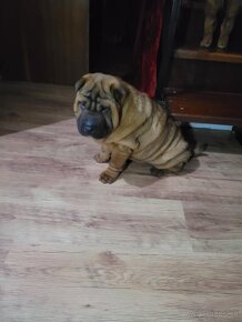 Shar-pei - 12