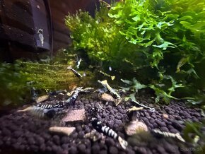 Caridina Black galaxy Fishbone - 12