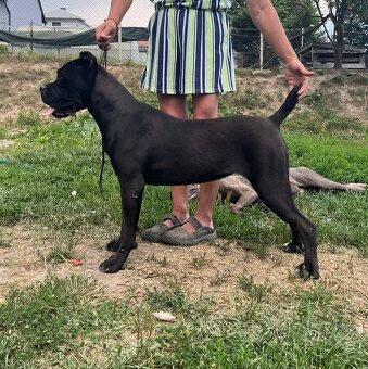 Cane Corso s PP - 12