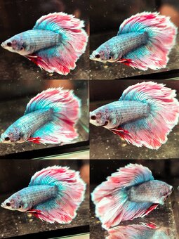 Betta Splendens - Bojovnica Pestrá. - 12