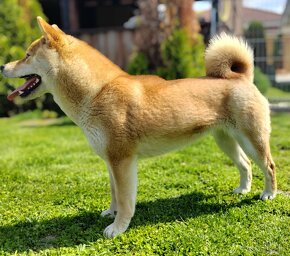 Shiba inu fenka s PP - 12