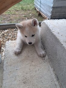 Šteniatka na predaj. Husky ×akita inu - 12