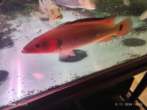 Cichla pinima + mix - 12