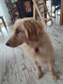 Zlatý Retriever ( kríženec ) - 10 mesačné šteňa. - 12