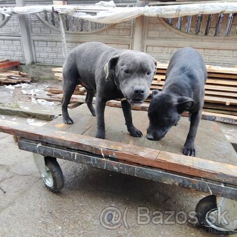 Stafordšírský bulteriér bullterrier cerna fenka - 12