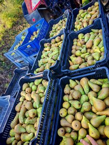 Zemiaky Marabel,Sunita15kg/8€ a samozber Jabĺk - 12